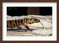 Framed Golden Tegu Lizard, Asa Wright Wildlife Sanctuary, Trinidad, Caribbean