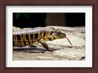 Framed Golden Tegu Lizard, Asa Wright Wildlife Sanctuary, Trinidad, Caribbean