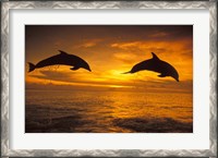Framed Silhoutte of Bottlenose Dolphins, Caribbean