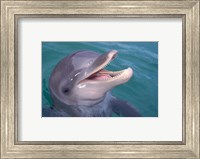 Framed Bottlenose Dolphin, Caribbean