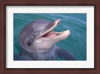 Framed Bottlenose Dolphin, Caribbean