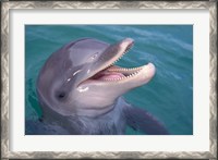 Framed Bottlenose Dolphin, Caribbean