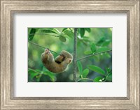 Framed Silky Anteater wildlife, West Indies, Trinidad