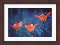 Framed Alberta, Jasper National Park Wood lily flowers