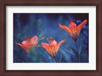 Framed Alberta, Jasper National Park Wood lily flowers