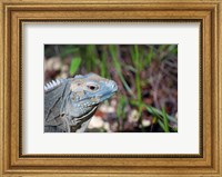 Framed Iguana lizard, Queen Elizabeth II Park, Grand Cayman
