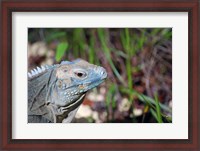 Framed Iguana lizard, Queen Elizabeth II Park, Grand Cayman