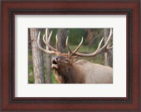 Framed Canada, Alberta, Jasper National Park Bull elk bugling