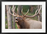 Framed Canada, Alberta, Jasper National Park Bull elk bugling