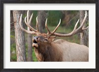 Framed Canada, Alberta, Jasper National Park Bull elk bugling
