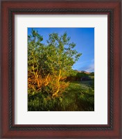 Framed Quaking Aspen Grove along the Rocky Mountain Front in Waterton Lakes National Park, Alberta, Canada