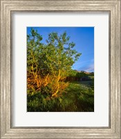 Framed Quaking Aspen Grove along the Rocky Mountain Front in Waterton Lakes National Park, Alberta, Canada