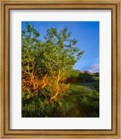 Framed Quaking Aspen Grove along the Rocky Mountain Front in Waterton Lakes National Park, Alberta, Canada