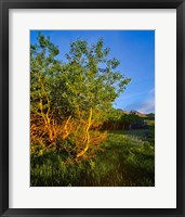 Framed Quaking Aspen Grove along the Rocky Mountain Front in Waterton Lakes National Park, Alberta, Canada