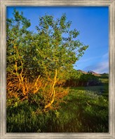 Framed Quaking Aspen Grove along the Rocky Mountain Front in Waterton Lakes National Park, Alberta, Canada