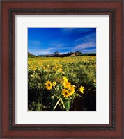 Framed Balsamroot along the Rocky Mountain Front, Waterton Lakes National Park, Alberta, Canada