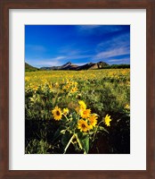 Framed Balsamroot along the Rocky Mountain Front, Waterton Lakes National Park, Alberta, Canada