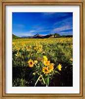 Framed Balsamroot along the Rocky Mountain Front, Waterton Lakes National Park, Alberta, Canada