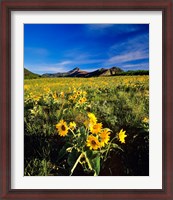 Framed Balsamroot along the Rocky Mountain Front, Waterton Lakes National Park, Alberta, Canada