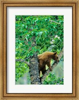 Framed Black bear, aspen tree, Waterton Lakes NP, Alberta