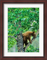 Framed Black bear, aspen tree, Waterton Lakes NP, Alberta