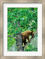 Framed Black bear, aspen tree, Waterton Lakes NP, Alberta