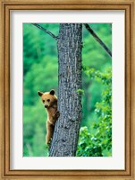 Framed Black bear, Waterton Lakes National Park, Alberta