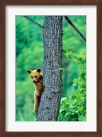 Framed Black bear, Waterton Lakes National Park, Alberta