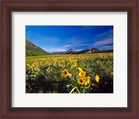 Framed Arrowleaf balsomroot flowers, Waterton Lakes NP, Alberta
