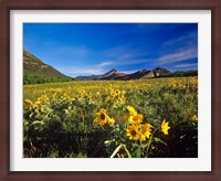 Framed Arrowleaf balsomroot flowers, Waterton Lakes NP, Alberta