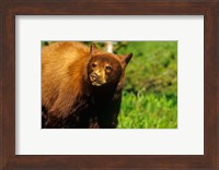 Framed Juvenile black bear, Waterton Lakes NP, Alberta, Canada