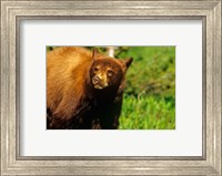 Framed Juvenile black bear, Waterton Lakes NP, Alberta, Canada