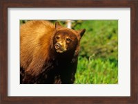 Framed Juvenile black bear, Waterton Lakes NP, Alberta, Canada