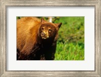 Framed Juvenile black bear, Waterton Lakes NP, Alberta, Canada