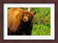 Framed Juvenile black bear, Waterton Lakes NP, Alberta, Canada