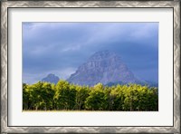 Framed Crowsnest Mountain at Crownest Pass in Alberta, Canada