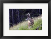 Framed Young deer in Banff National Park, Alberta, Canada