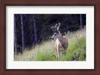 Framed Young deer in Banff National Park, Alberta, Canada