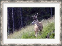 Framed Young deer in Banff National Park, Alberta, Canada