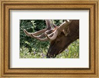 Framed Portrait of Elk Feeding at Jasper National Park, Canada