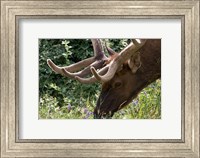 Framed Portrait of Elk Feeding at Jasper National Park, Canada