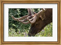 Framed Portrait of Elk Feeding at Jasper National Park, Canada
