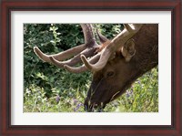 Framed Portrait of Elk Feeding at Jasper National Park, Canada