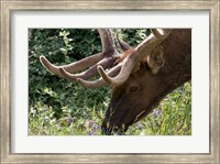 Framed Portrait of Elk Feeding at Jasper National Park, Canada