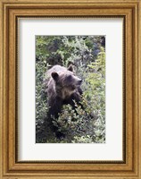 Framed Grizzly bear in Kootenay National Park, Canada
