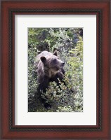 Framed Grizzly bear in Kootenay National Park, Canada