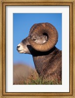 Framed Bighorn Sheep wildlife, Jasper National Park, Alberta