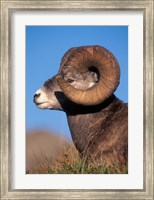 Framed Bighorn Sheep wildlife, Jasper National Park, Alberta