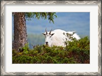 Framed Alberta, Jasper National Park, Mountain Goat wildlife