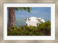 Framed Alberta, Jasper National Park, Mountain Goat wildlife